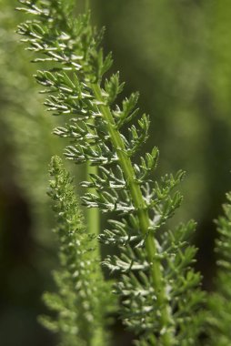 Achillea Millefolium bitkisinin görüntüsü