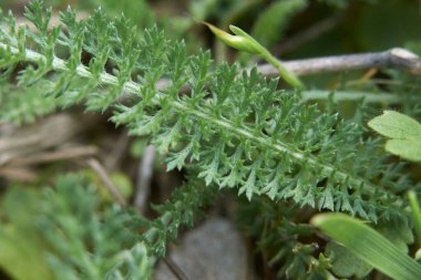 Achillea Millefolium fabrikasının taze yaprakları