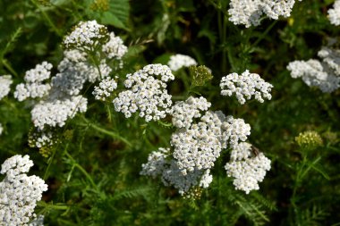Achillea Millefolium beyaz çiçekler yaklaşır