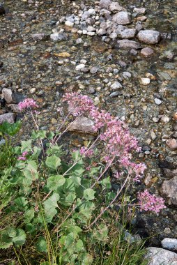 Adenostyles alliariae pembe inflorescence