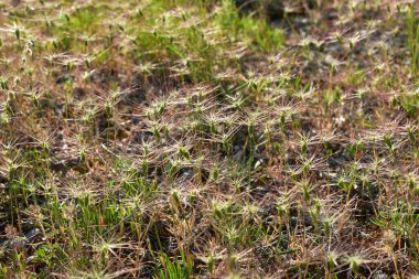 Aegilops 'un bitkiye bakış açısı