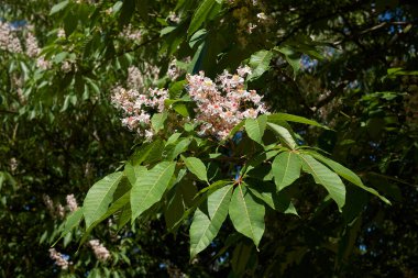 Aesculus indica çiçeğinin görüntüsü