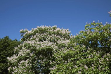 Aesculus indica çiçeğinin görüntüsü