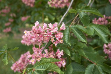 Aesculus x carnea ağacının pembe çiçekleri
