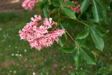 Aesculus x carnea ağacının pembe çiçekleri