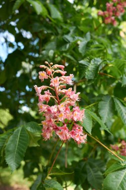 Aesculus x carnea ağacının pembe çiçekleri