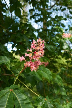 Aesculus x carnea ağacının pembe çiçekleri