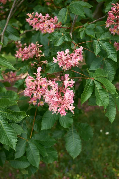 Aesculus x carnea ağacının pembe çiçekleri