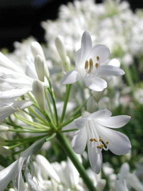Agapanthus africanus albus çiçekleri