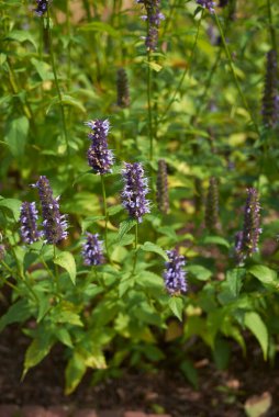 Agastache Rugosa çiçek açmış