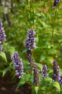 Agastache Rugosa çiçek açmış