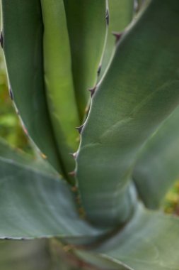 Agave atrovirens 'i kapatın.
