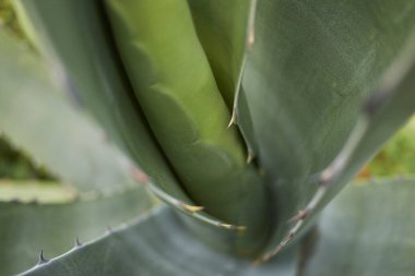 Agave atrovirens 'i kapatın.