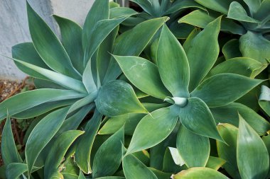 Agave attenuata bitkilerinin görüntüsü