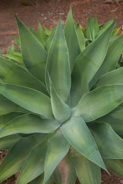 Agave attenuata bitkilerinin görüntüsü