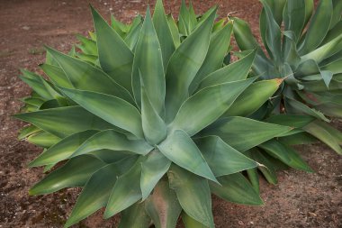 Agave attenuata bitkisinin görüntüsü