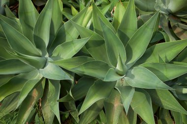 Agave attenuata bitkisinin görüntüsü