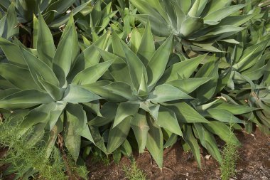 Agave attenuata bitkisinin görüntüsü
