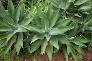 Agave attenuata bitkisinin görüntüsü