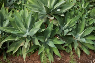 Agave attenuata bitkisinin görüntüsü