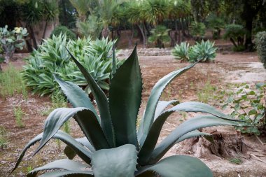 Agave salmiana bitkileri bir süs bahçesinde