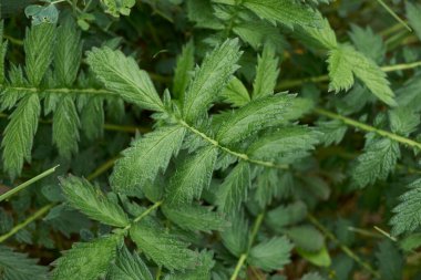 Agrimonia Eupatoria taze yeşil yapraklar