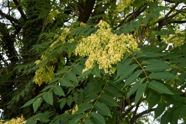 Ailanthus altissima bitkisinin görüntüsü