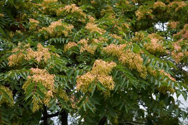 Ailanthus altissima bitkisinin görüntüsü