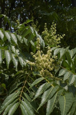 Ailanthus altissima çiçeğinin görüntüsü