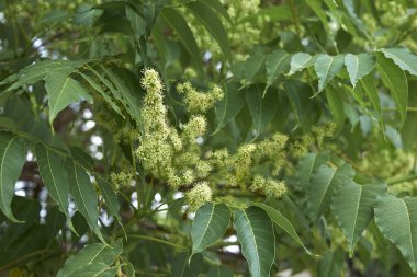 Ailanthus altissima çiçeğinin görüntüsü