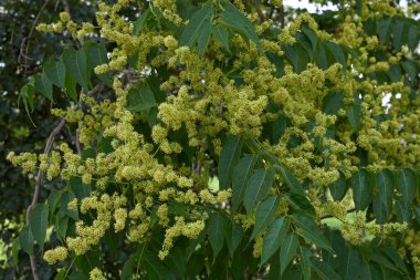 Ailanthus altissima çiçeğinin görüntüsü
