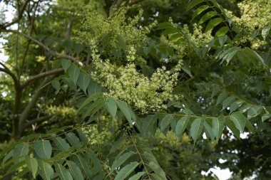 Ailanthus altissima çiçeğinin görüntüsü