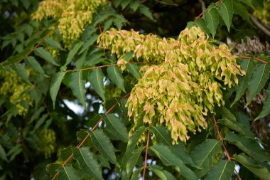 Aileanthus altissima meyvesi