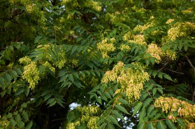 Aileanthus altissima meyvesi