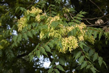 Aileanthus altissima meyvesi