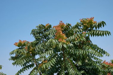Ailanthus altissima infloresans görüntüsü