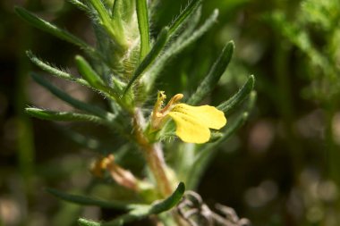 Ajuga chamaepity, kapat.