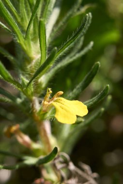 Ajuga chamaepity, kapat.