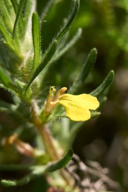 Ajuga chamaepity, kapat.