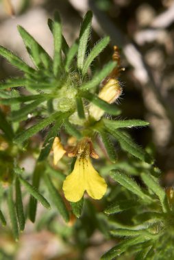 Ajuga chamaepity, kapat.