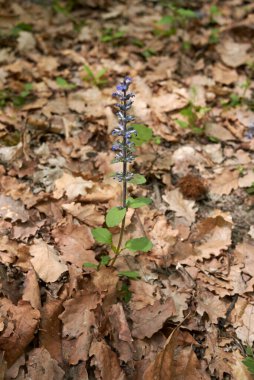 Ajuga sürüngenleri çiçek açtı.