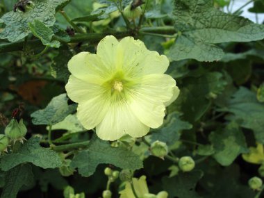 Alcea Rugosa bitkisinin sarı çiçeği