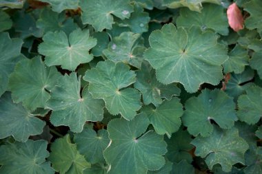 Alchemilla Mollis bitkisinin görüntüsü