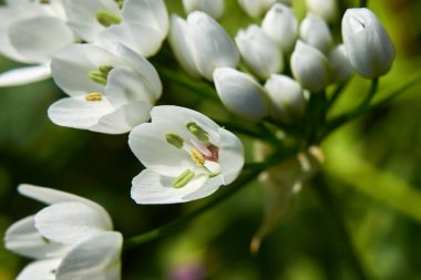 Allium neapolitanum beyaz çiçekler kapanıyor