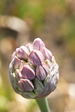 Allium nigrum bitkisi şişkinliği