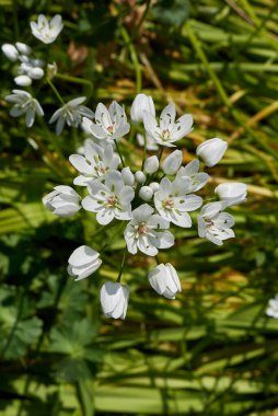 Allium neapolitanum beyaz çiçekler kapanıyor