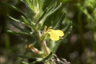 Ajuga chamaepity, kapat.