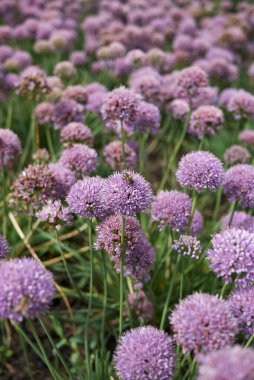 Allium senescens mor çiçek açıyor