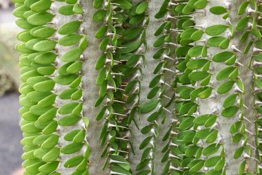 Alluadia Procera fabrikasının görüntüsü