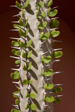 Alluaudia Procera keskin gövdesi. Yakın çekim.